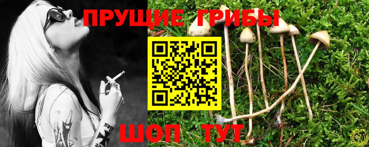 Псилоцибиновые грибы Psilocybe Десногорск